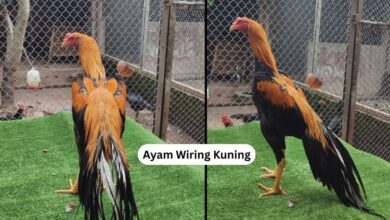 Ayam Wiring Kuning