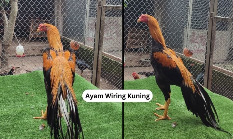 Ayam Wiring Kuning