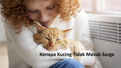 Kenapa Kucing Tidak Masuk Surga