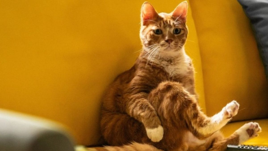 Kenapa Kucing Tidak Masuk Surga